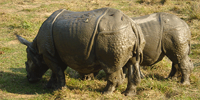extension : safari de chitwan