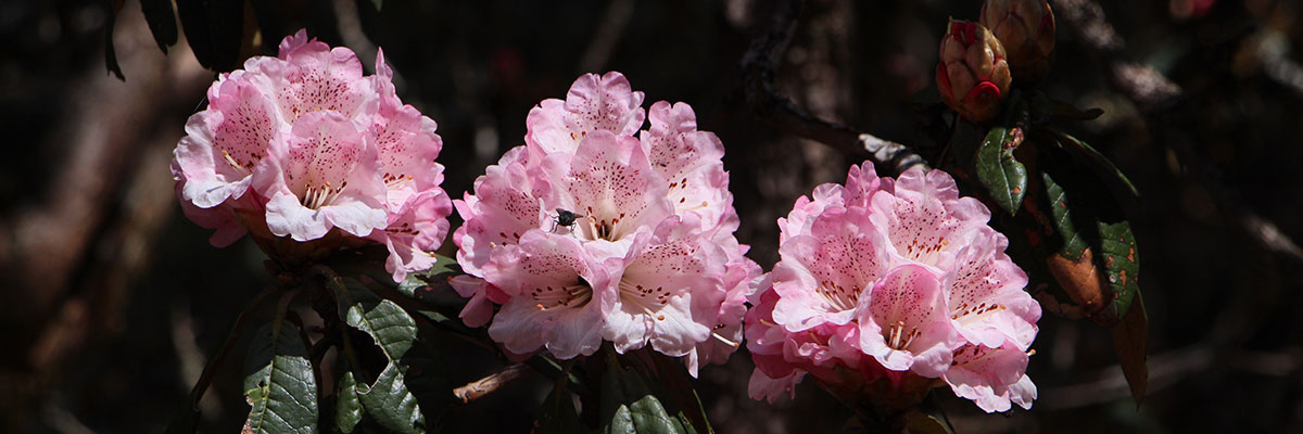 rhododendron
