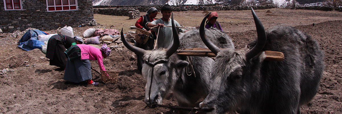 Tamang heritage et Langtang